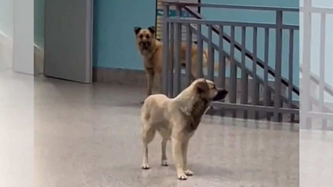 randagi ospedale lamezia